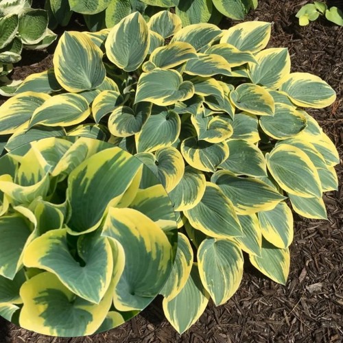 Hosta 'First Frost' - Hosta 'First Frost' C1/1L